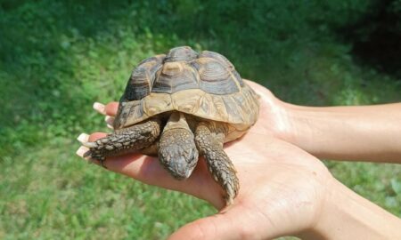 Exact ca-n filme: furată și apoi găsită. Epopeea broaștei țestoase de la Grădina Zoologică a moldovenilor