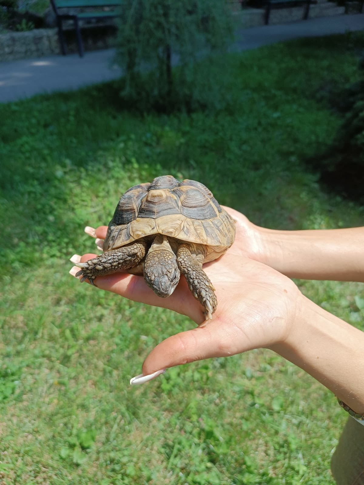 Exact ca-n filme: furată și apoi găsită. Epopeea broaștei țestoase de la Grădina Zoologică a moldovenilor