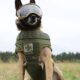 Dotare de ultimă oră: veste antiglonț, ochelari. Cum arată noul echipament de război al câinilor grăniceri ucraineni