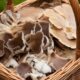 Ciupercile sălbatice din Bavaria sunt radioactive și după 36 de ani de la Cernobîl. Ce spun specialiștii