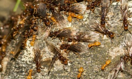 Invazie de furnici nebune galbene în India. Provoacă pagube mari animalelor sălbatice