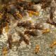Invazie de furnici nebune galbene în India. Provoacă pagube mari animalelor sălbatice
