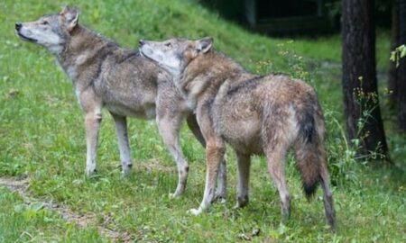 Doi lupi din Tirol sunt acuzați că au mâncat 17 oi, o capră și un bou. Se cere uciderea lor