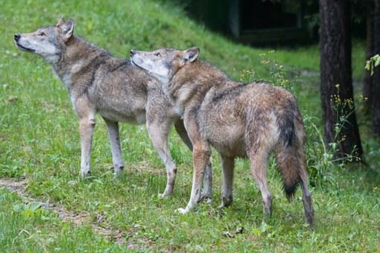 Doi lupi din Tirol sunt acuzați că au mâncat 17 oi, o capră și un bou. Se cere uciderea lor