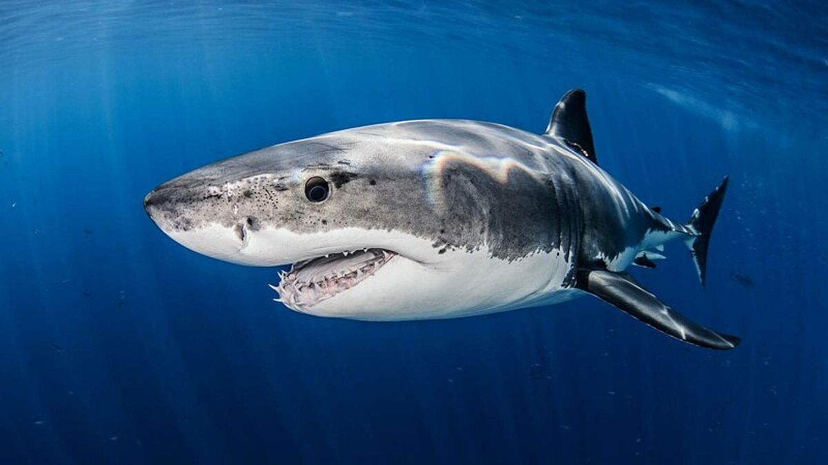 Un adolescent de 17 ani, mușcat de un rechin de cinci metri, a fost salvat de prietenul său. „Este mai mult vina mea…”