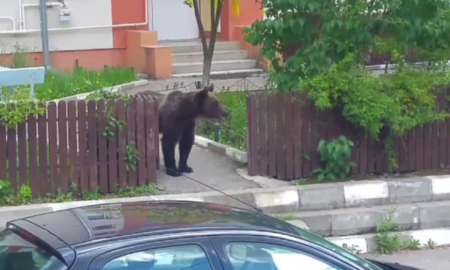 Ministrul Mediului, Tanczos Barna tranşant: O să avem urs, mâine-poimâine, în Cişmigiu!”