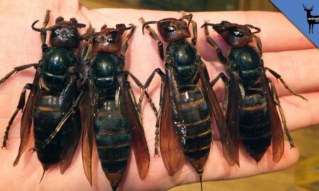 Cine ucide o viespe riscă o amendă de până la 65 de mii de euro. De ce sunt protejate prin lege micile vietăți, în Germania
