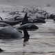 Australia: peste 200 de balene au eșuat pe o plajă îndepărtată de pe coasta de vest a Tasmaniei. Autoritățile sunt în alertă