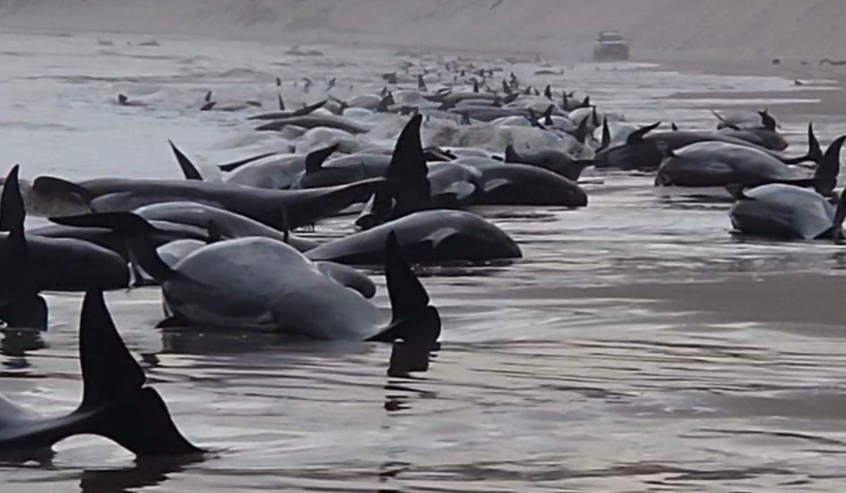 Australia: peste 200 de balene au eșuat pe o plajă îndepărtată de pe coasta de vest a Tasmaniei. Autoritățile sunt în alertă