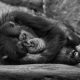 A murit Fana! Doliu într-un trib de cimpanzei pe cale de dispariție din Guineea. Vârsta ei era incredibilă. Video