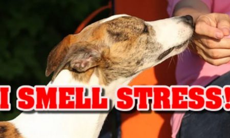 Câinii pot detecta când oamenii se confruntă cu stres