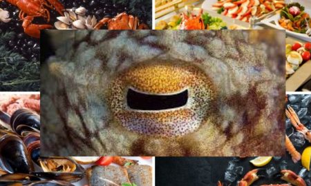 Foarte apreciate în gastronomie, unele creaturi din farfurie au o inteligență uimitoare. S-au făcut studiii