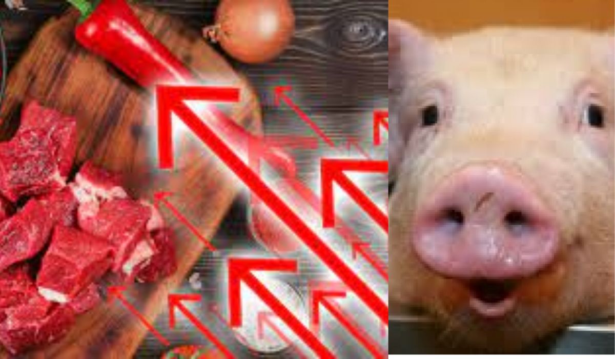 Lovitură dură pentru crescătorii de porci