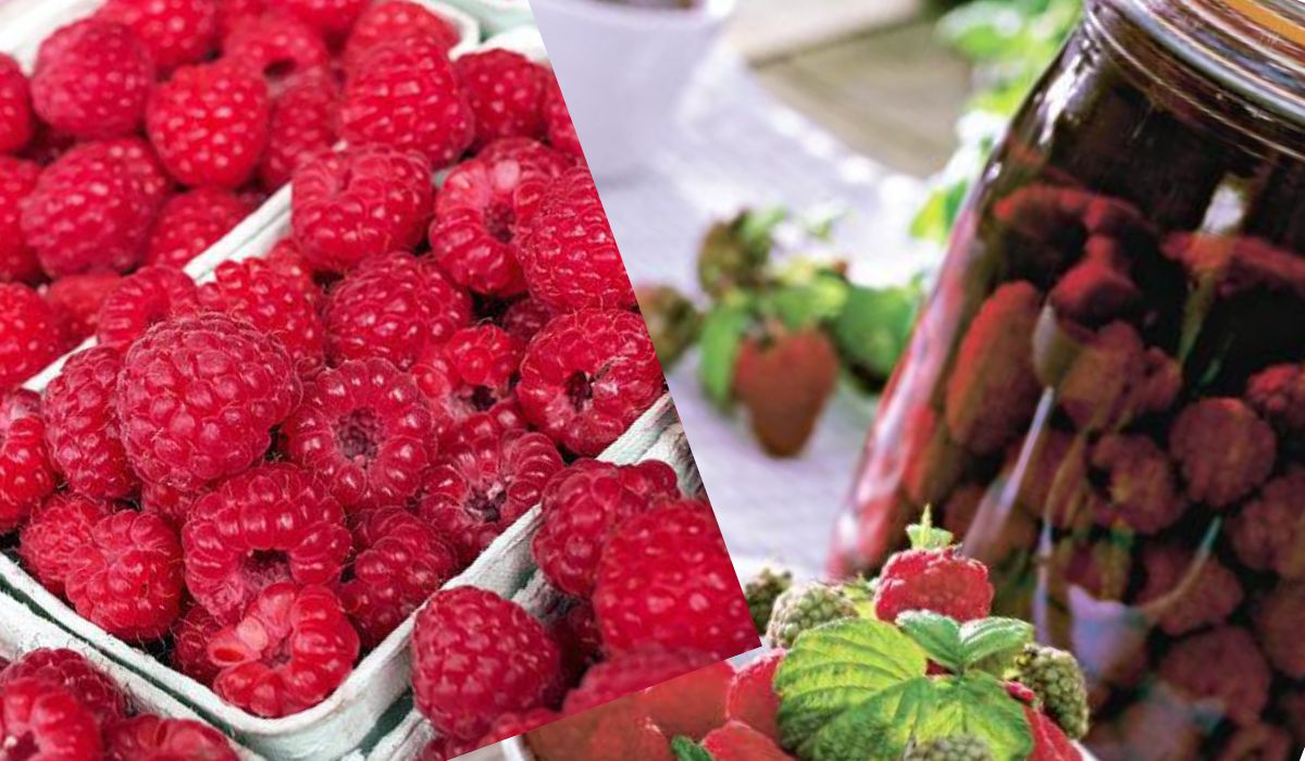 Compot de zmeură delicios, din doar trei ingrediente