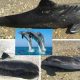 Anchetă în cazul delfinilor morți din Marea Neagră, demarată în Ucraina. Primele suspiciuni legate de cauza morții au apărut deja