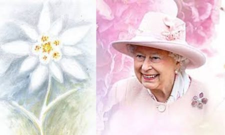 Protejată prin lege încă din 1933, Floarea Reginei este un simbol al curajului, purității și fidelității