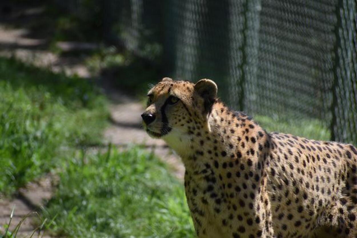 Halucinant! Cum a fost posibil ca într-un parc safari un ghepard să muște de cap un elev german