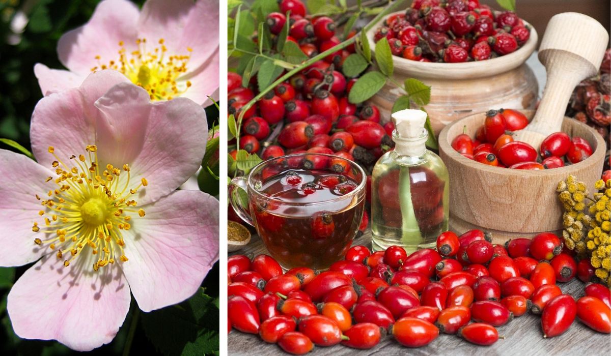 Fructele de măceș, un adevărat medicament natural. Iată cum să le consumați!