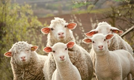 Crescătorii românii de ovine și caprine vii sunt invitați să-și facă stâne montane. Li se dau bani