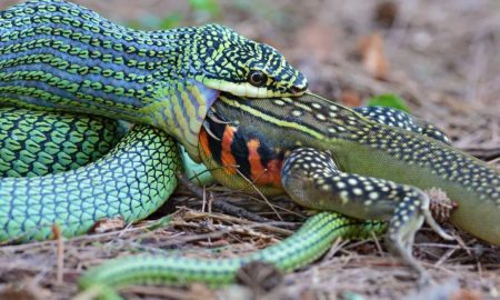 Șerpii își pot deschide fălcile larg pentru a înghiți prada întreagă. Dar care este cel mai mare animal înghițit de un șarpe 