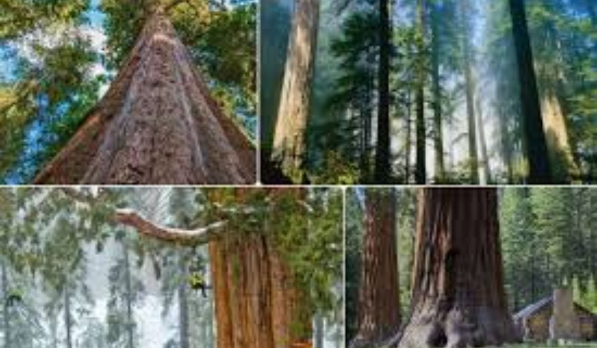 Iată traseul pe care ajungeți în zona Banatului ca să vedeți uriașul copac Sequoia, înalt de 45 metri și circumferința de 5,7 m