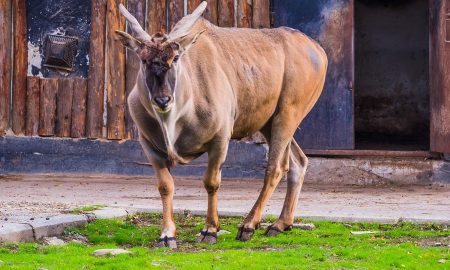 Român ucis de o antilopă, într-o grădină zoologică. Proprietarul a fost martor la tragedie, procurorul zice că e ceva neobișnuit