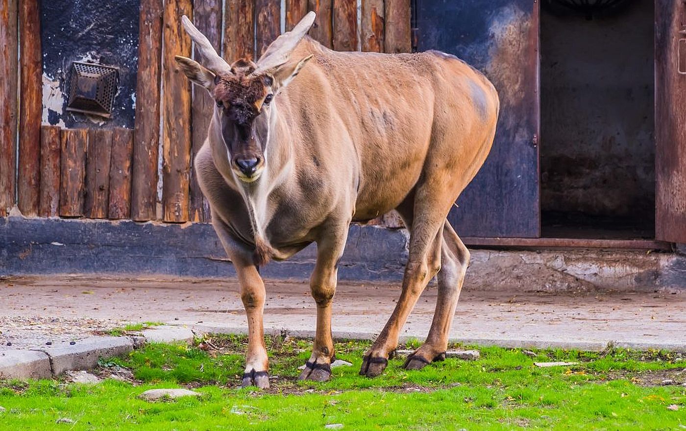 Român ucis de o antilopă, într-o grădină zoologică. Proprietarul a fost martor la tragedie, procurorul zice că e ceva neobișnuit