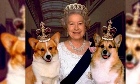 S-a decis cu cine vor locui Muick și Sandy, câinii din rasa corgi ai reginei Elisabeta. Video