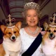 S-a decis cu cine vor locui Muick și Sandy, câinii din rasa corgi ai reginei Elisabeta. Video