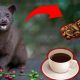 Cum se obține una din cele mai scumpe cafele din lume. O ceașcă din această cafea costă și 100 de dolari
