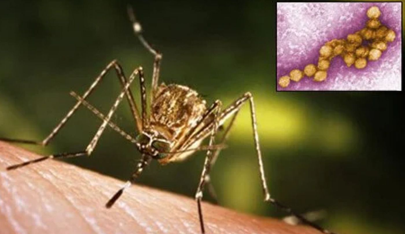 Trei români au murit din cauza virusului West Nile