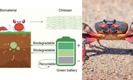 Cercetătorii au creat baterii din coji de crab! Acestea pot stoca energie din surse solare și eoliene la scară largă