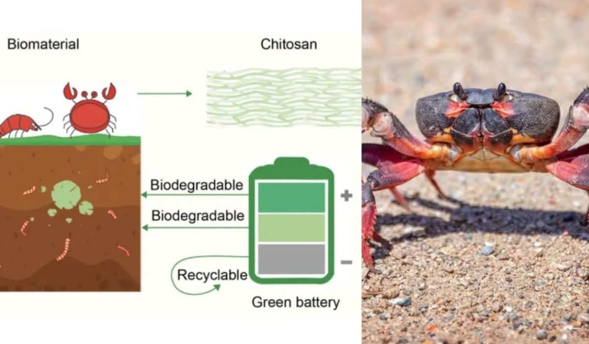 Cercetătorii au creat baterii din coji de crab! Acestea pot stoca energie din surse solare și eoliene la scară largă