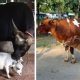 Cele mai mici vaci din lume – Rani și Manikyam. În prezent, în Guinness World Records mai este doar una. Ce s-a întâmplat?