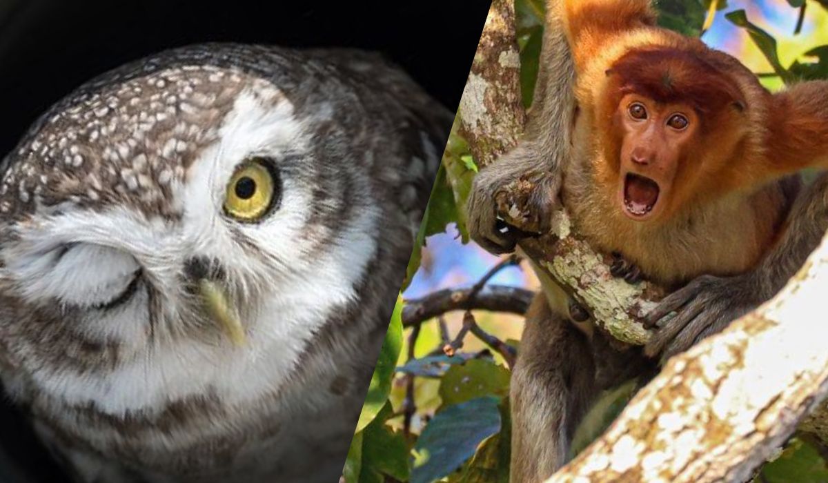 40 de fotografii cu animale au intrat în finala competiției „Comedy Wildlife Photography Awards”. Cum poate vota publicul?