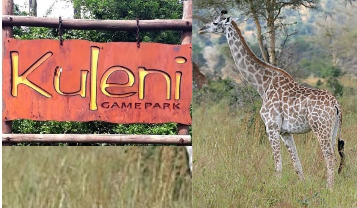 Tragedie într-un parc de safari lângă Durban, Africa de Sud. Mamă și fiică atacate grav de o girafă