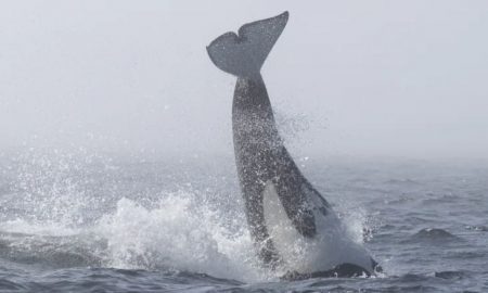 Orcile și balenele cu cocoașă au luptat corp la corp în Marea Salish, iar confruntarea a fost una total neobișnuită