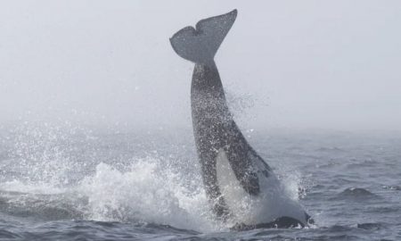 700 de balene eșuate au fost găsite moarte pe plajele din Australia și Noua Zeelandă în numai o lună de zile. FOTO