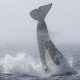 Orcile și balenele cu cocoașă au luptat corp la corp în Marea Salish, iar confruntarea a fost una total neobișnuită