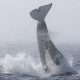 700 de balene eșuate au fost găsite moarte pe plajele din Australia și Noua Zeelandă în numai o lună de zile. FOTO