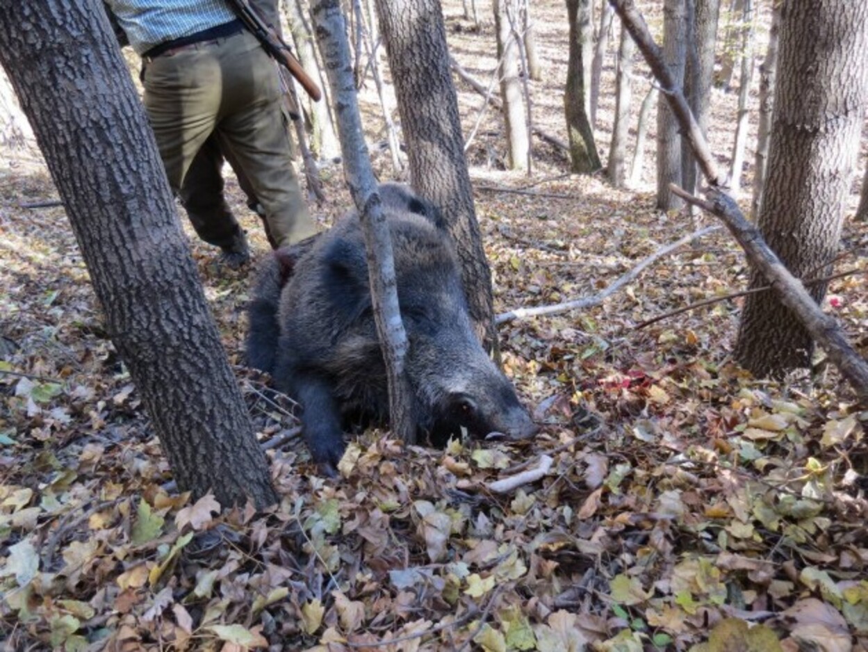 O britanică a fost împușcată mortal în Franța, la o vânătoare de mistreți