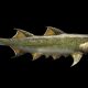 A fost descoperit un rechin antic, vechi de peste 400 de milioane de ani, unul dintre cei mai timpurii strămoși ai omului