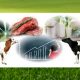Vacile de carne sunt mai puțin stresate decât vacile de lapte. Cum explică experții?