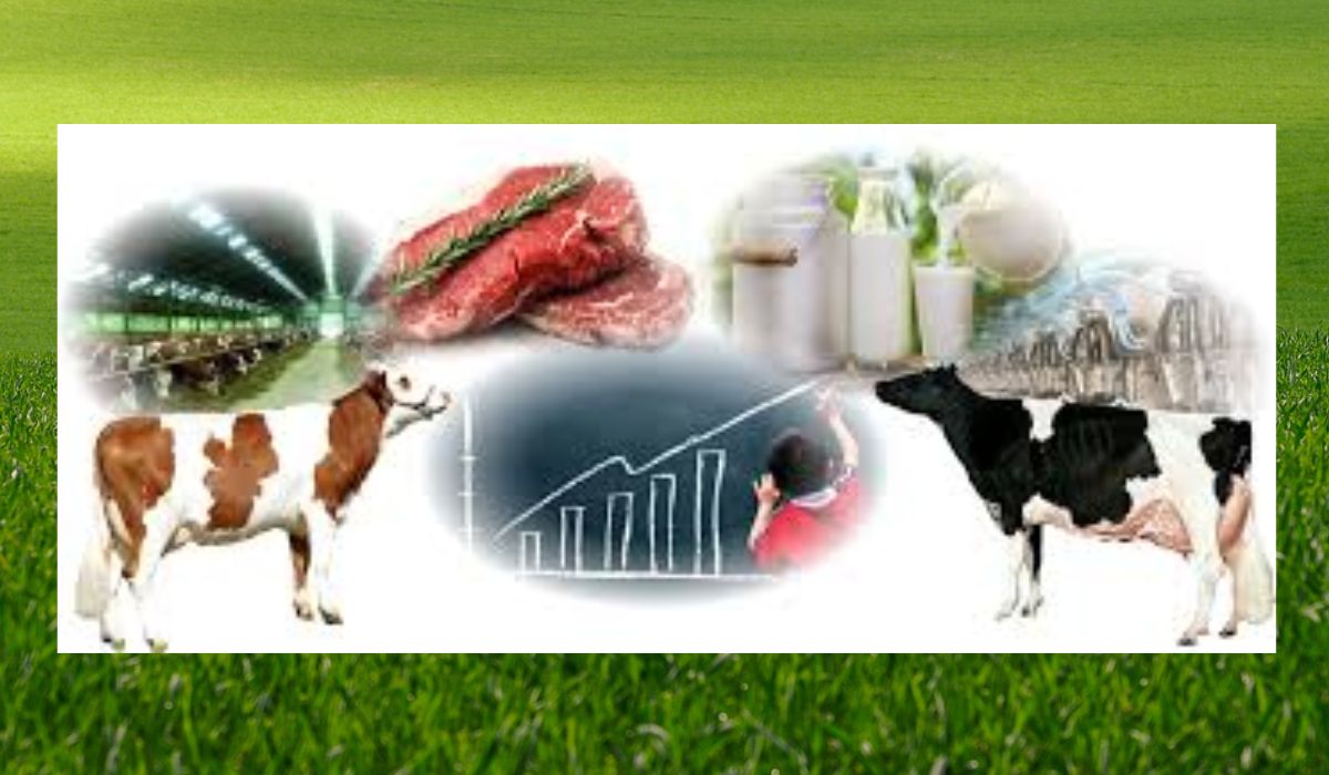 Vacile de carne sunt mai puțin stresate decât vacile de lapte. Cum explică experții?