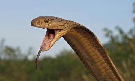 Cobra mortală, poreclită „Houdini”, a fost găsită după 6 zile. Stupoare: a scăpat din nou!