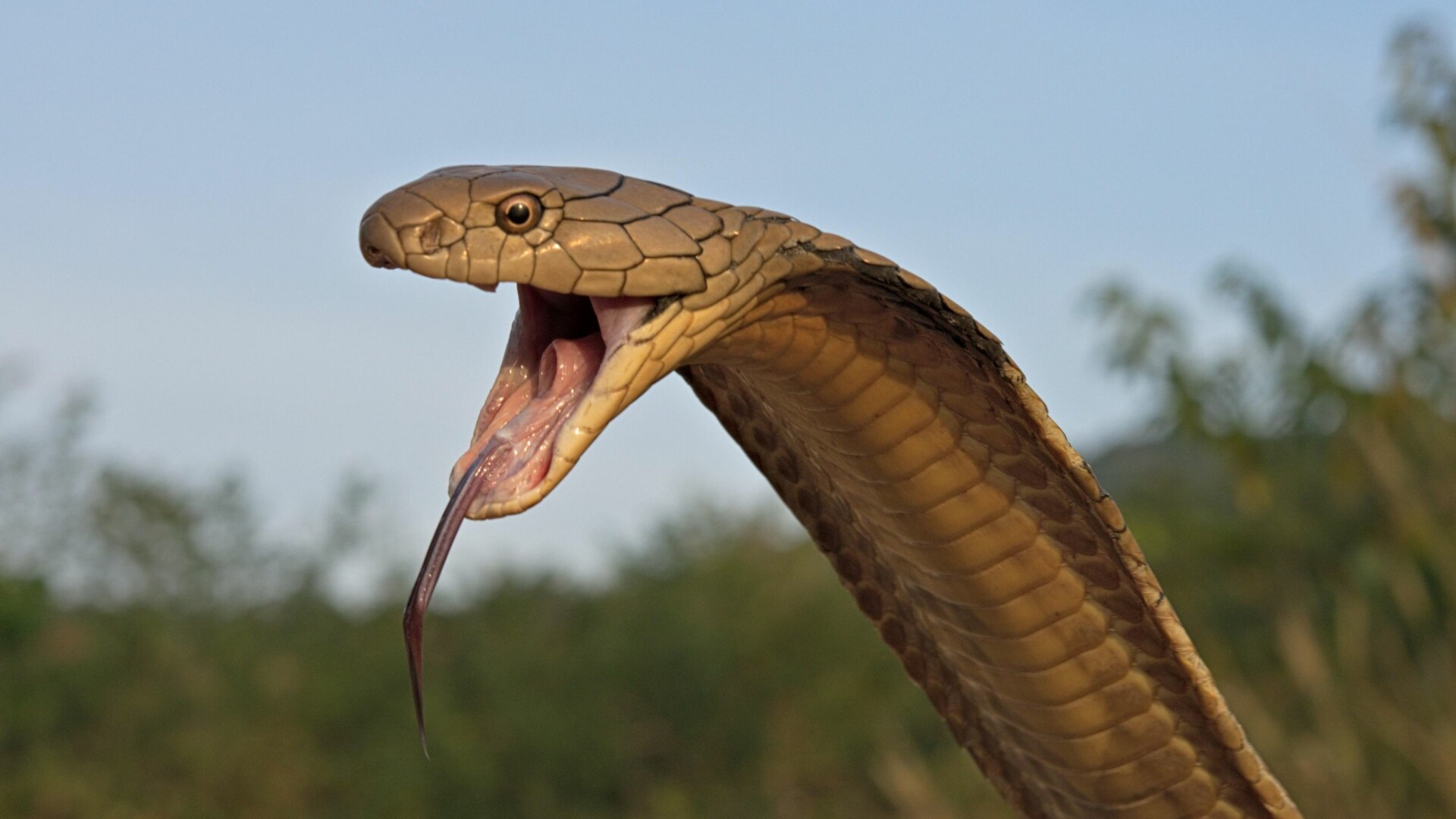 Cobra mortală, poreclită „Houdini”, a fost găsită după 6 zile. Stupoare: a scăpat din nou!