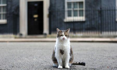 Camerele video din Downing Street nr. 10 l-au prins pe motanul Larry în timpul muncii. VIDEO