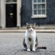 Camerele video din Downing Street nr. 10 l-au prins pe motanul Larry în timpul muncii. VIDEO