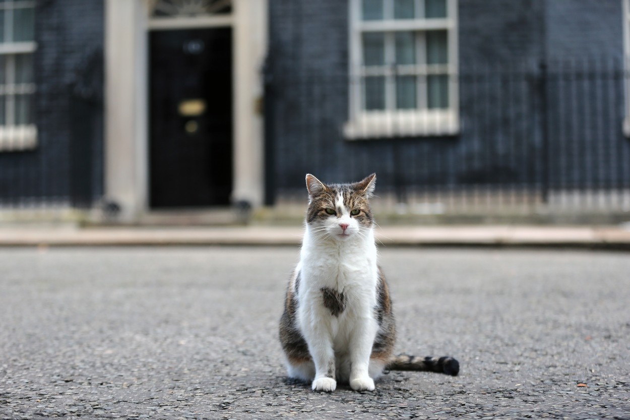 Camerele video din Downing Street nr. 10 l-au prins pe motanul Larry în timpul muncii. VIDEO