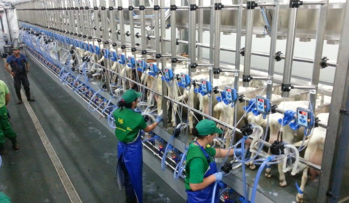 Veste bună! De luni, crescătorii de bovine vor primi de la APIA, 73 de euro pe animal